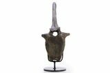 Exceptional, Hadrosaur Caudal Vertebra w/ Stand - Montana #335872-4